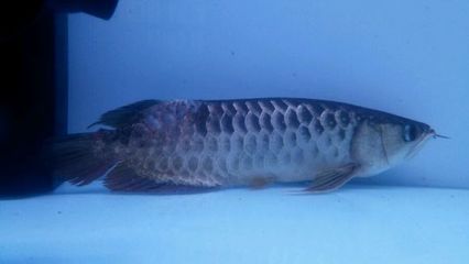 金龍魚鱗片起來是怎么回事【金龍魚鱗片豎起是怎么回事】