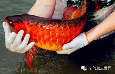 龍魚發色過程圖片視頻欣賞：龍魚發色影響因素詳解