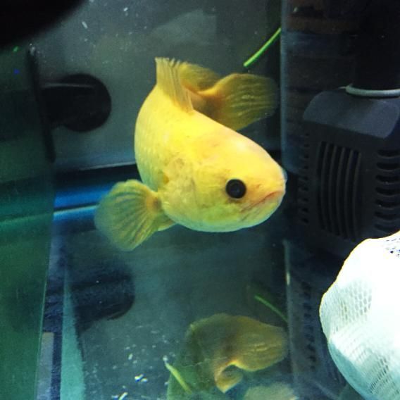 金龍魚用白燈（金龍魚光照時間控制技巧）