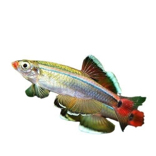 雷龍魚在哪買好一點