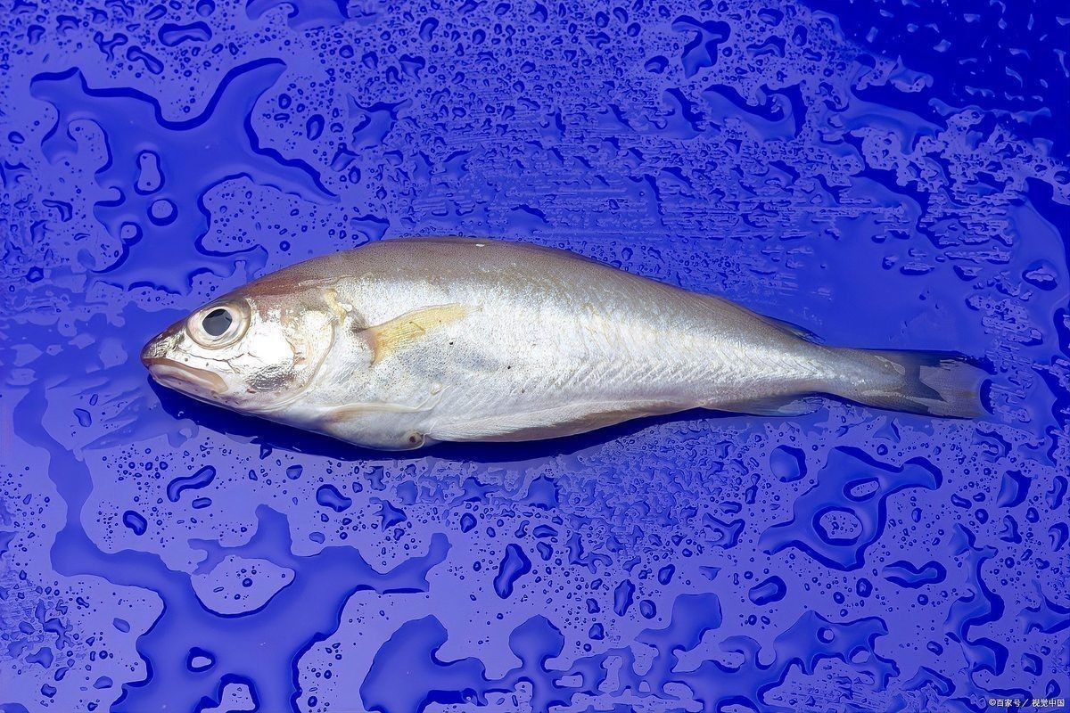 金鯧魚是海魚還是淡水魚