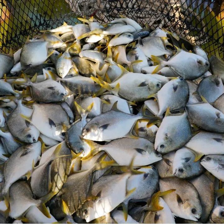 金鯧魚是海魚還是淡水魚