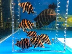 黑金剛龍魚(yú)的價(jià)格是多少：黑金剛龍魚(yú)多少錢(qián)黑金剛龍魚(yú)多少錢(qián)黑金剛龍魚(yú)價(jià)格