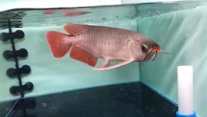 龍魚立鱗病多久可以治愈