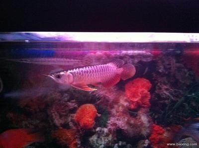 小金頭過背金龍魚識別（如何識別小金頭過背金龍魚）