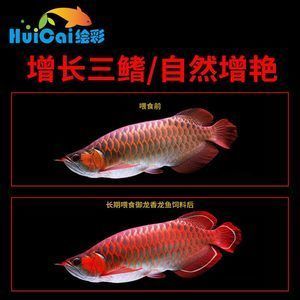 紅龍魚和銀龍魚的區(qū)別在哪里（紅龍魚和銀龍魚在多個方面存在顯著的區(qū)別）