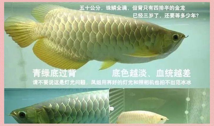 金龍魚放大100倍圖片