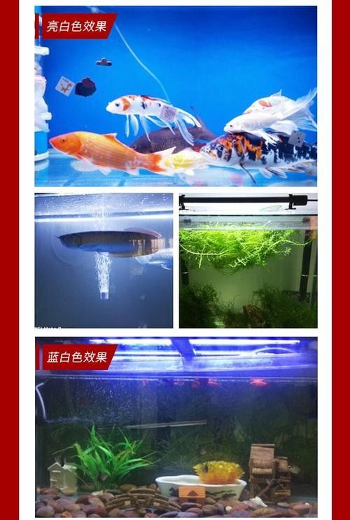 龍魚專用燈管圖片大全大圖