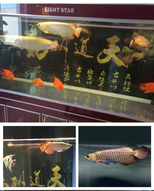 龍魚專用燈管圖片大全大圖