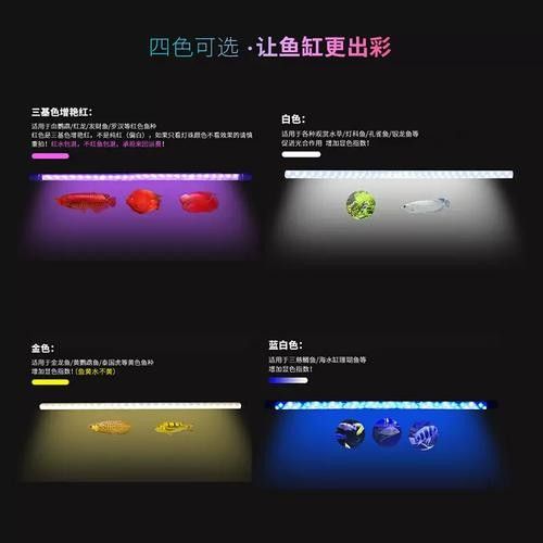 龍魚專用燈管圖片大全大圖