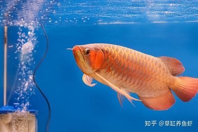 龍魚海水魚：龍魚之巔龍魚之巔龍魚之巔龍魚之巔龍魚和淡水魚的區別