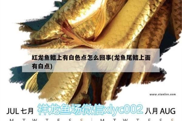 紅龍魚鰭上有白色點狀物是什么（如何診斷紅龍魚的真菌感染，改善水質防止紅龍魚生病，白點病的藥物治療方法）