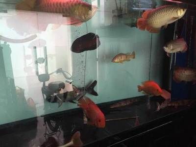 深圳龍魚批發(fā)市場(chǎng)地址（深圳龍魚批發(fā)市場(chǎng)）