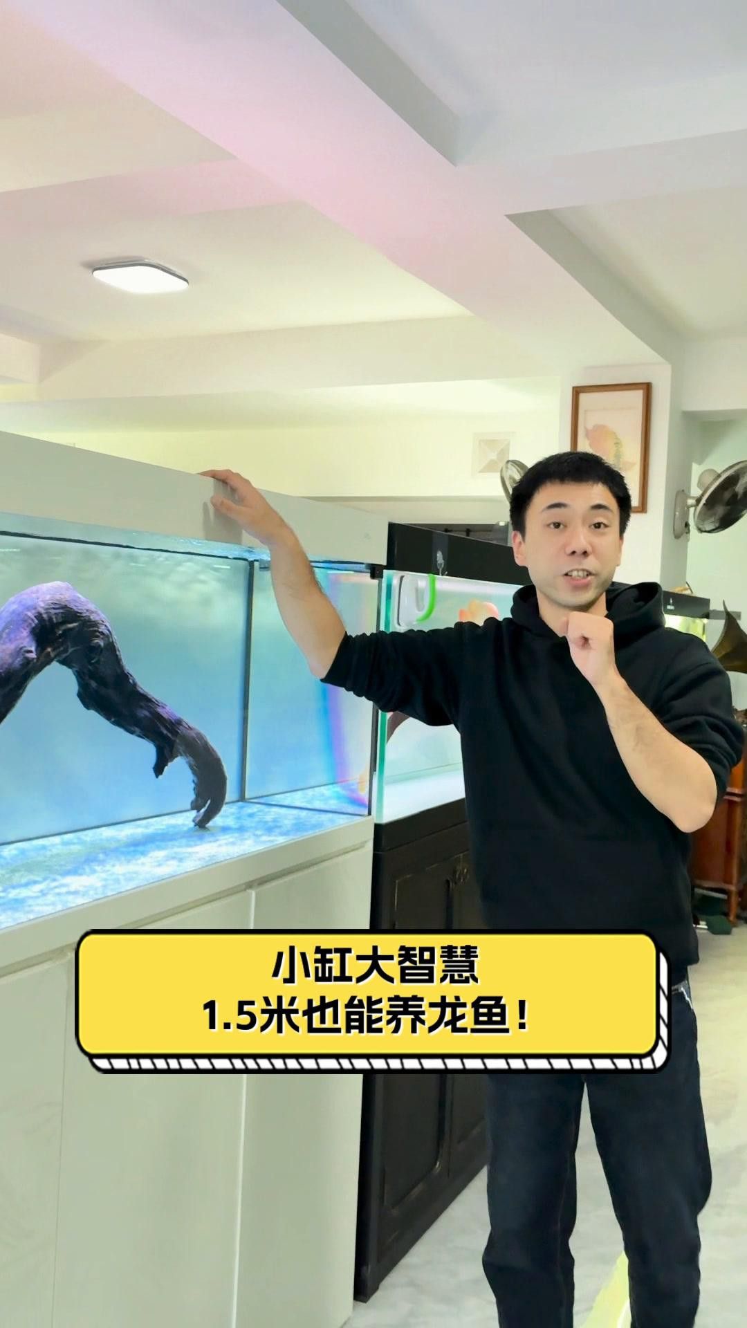 金龍魚和銀龍魚哪個更好養