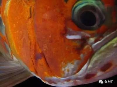龍魚腮部鼓包是由于多種原因引起的，治療方法也會有所不同：龍魚腮部鼓包怎么治療