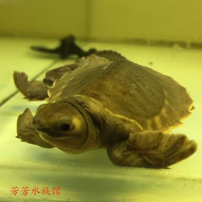 龍魚跟豬鼻龜可以混養嗎：龍魚與豬鼻龜可以混養嗎？