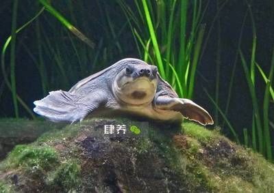 龍魚跟豬鼻龜可以混養嗎：龍魚與豬鼻龜可以混養嗎？