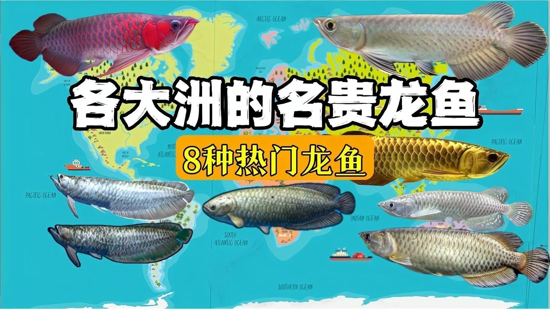 龍魚缸的照明時間應該多長？