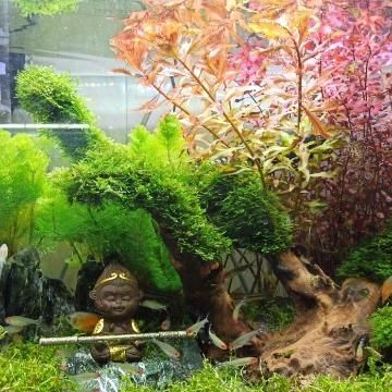 屬龍的人能不能養(yǎng)魚龜：屬龍的人可以養(yǎng)魚龜嗎？