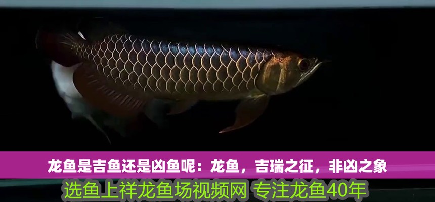 六角龍是兇魚還是吉魚