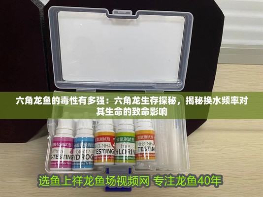 六角龍是兇魚還是吉魚