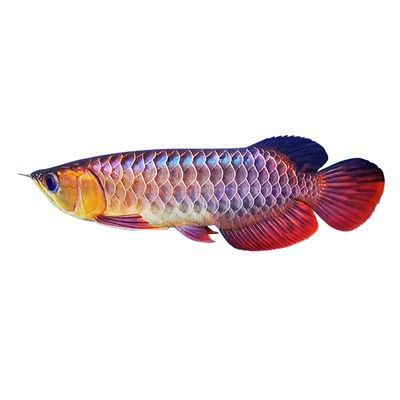 紅背金龍魚購買渠道 紅背金龍魚購買渠道 龍魚百科 第4張