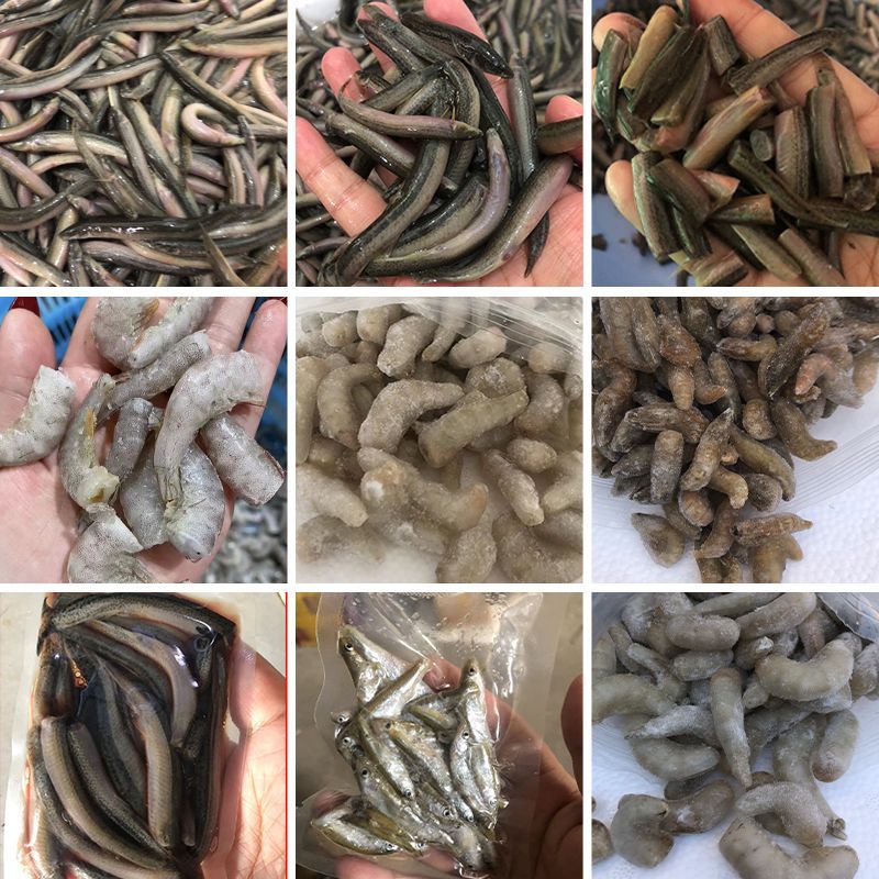 龍魚可以喂魚飼料嗎，龍魚可以喂魚飼料