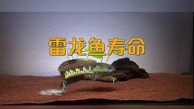 血斑一型雷龍魚壽命