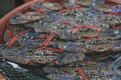 紅龍魚四大漁場排名第幾（紅龍魚四大漁場排名） 紅龍魚四大漁場排名第幾（紅龍魚四大漁場排名） 龍魚百科 第1張