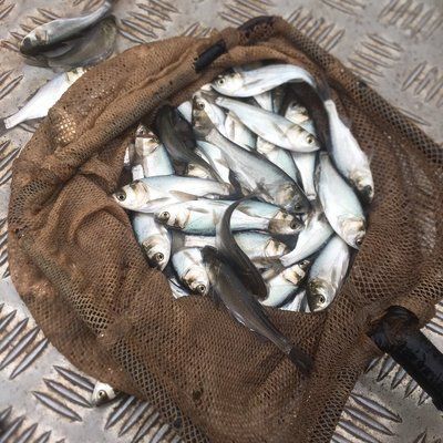 紅龍魚四大漁場排名第幾（紅龍魚四大漁場排名） 紅龍魚四大漁場排名第幾（紅龍魚四大漁場排名） 龍魚百科 第5張