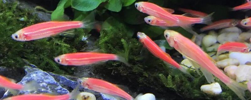 紅龍魚缺氧多久會(huì)死？