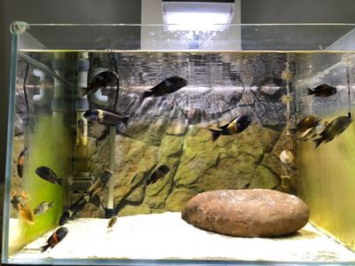 選擇養(yǎng)龍魚還是蝴蝶鯉，主要取決于個人喜好、魚缸條件和養(yǎng)護(hù)要求：選擇養(yǎng)龍魚還是蝴蝶鯉