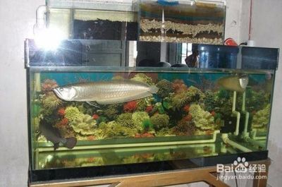 養龍魚有什么用途（養龍魚具有多種用途和意義，不僅能提供美觀的視覺享受）