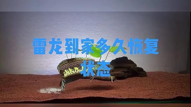 龍魚入缸多久能適應環境