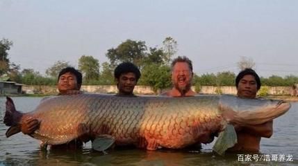 體型最大的龍魚排名第一:世界上體型最大的龍魚排名第一 龍魚百科 第1張 體型最大的龍魚排名第一:世界上體型最大的龍魚排名第一 體型最大的龍魚排名第一:世界上體型最大的龍魚排名第一 龍魚百科 第1張