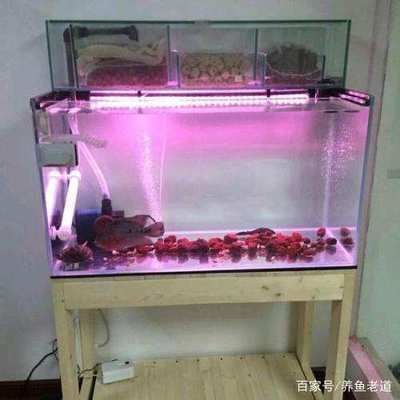 魚缸玻璃膠怎么修邊（如何防止魚缸膠水溢出魚缸修邊后消毒技巧）