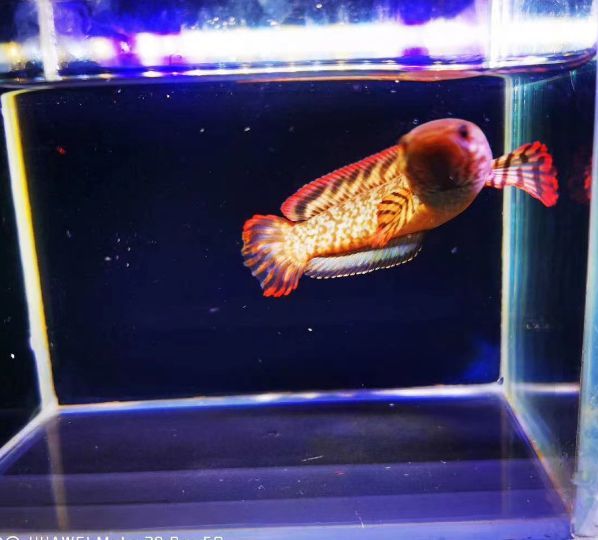新手養金龍魚需要注意什么問題視頻：新手養金龍魚需要注意哪些問題