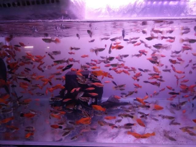 祥龍魚場觀賞魚有哪些品種（南美觀賞魚有哪些品種(祥龍魚場）