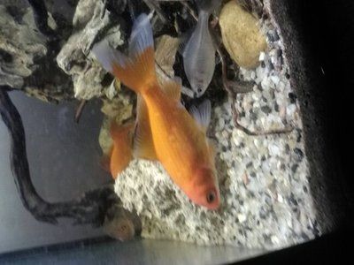 祥龍魚場觀賞魚有哪些品種（南美觀賞魚有哪些品種(祥龍魚場）