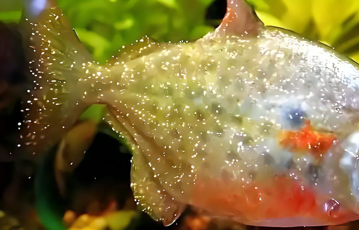 蝶尾金魚有哪些常見疾病