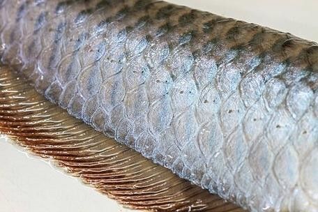 青龍魚圖片大全欣賞圖