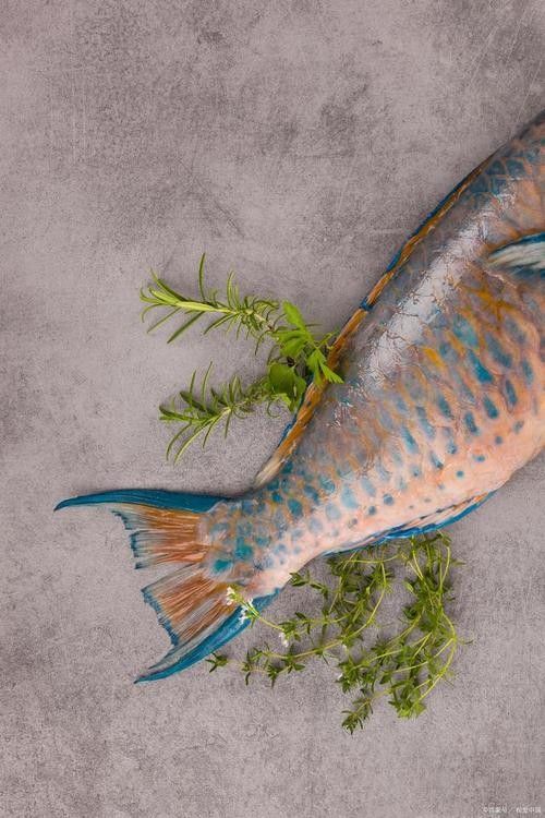 青龍魚圖片大全欣賞圖