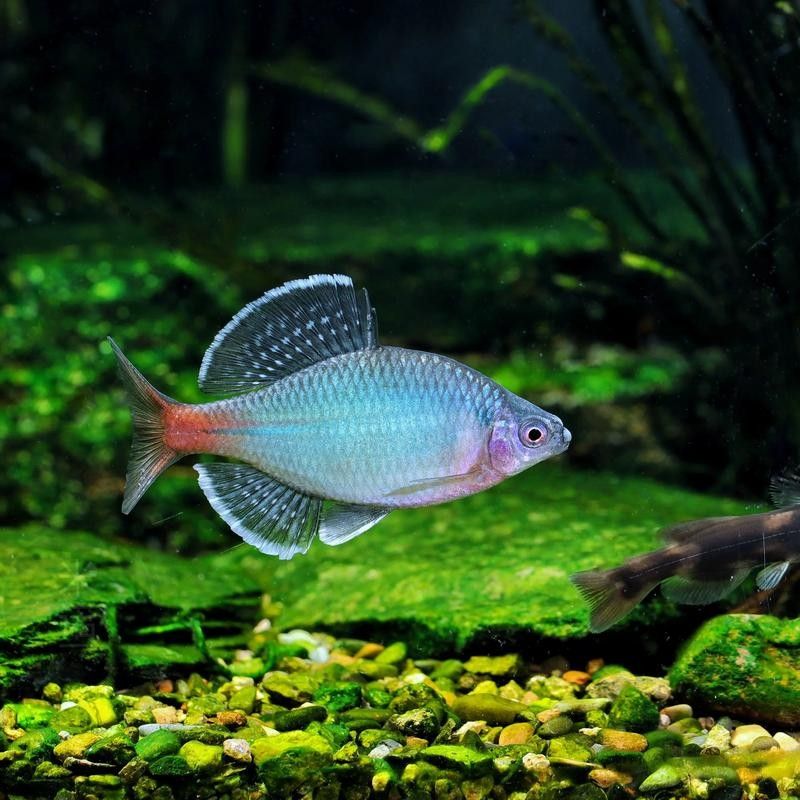 青龍魚圖片大全欣賞圖