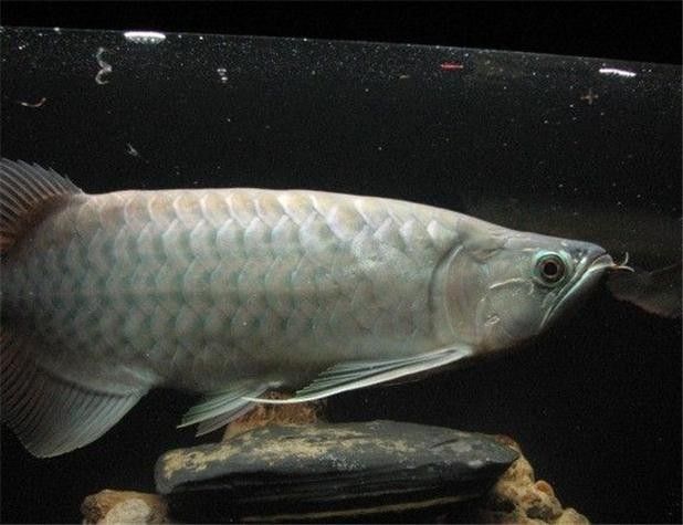 青龍魚圖片大全欣賞圖