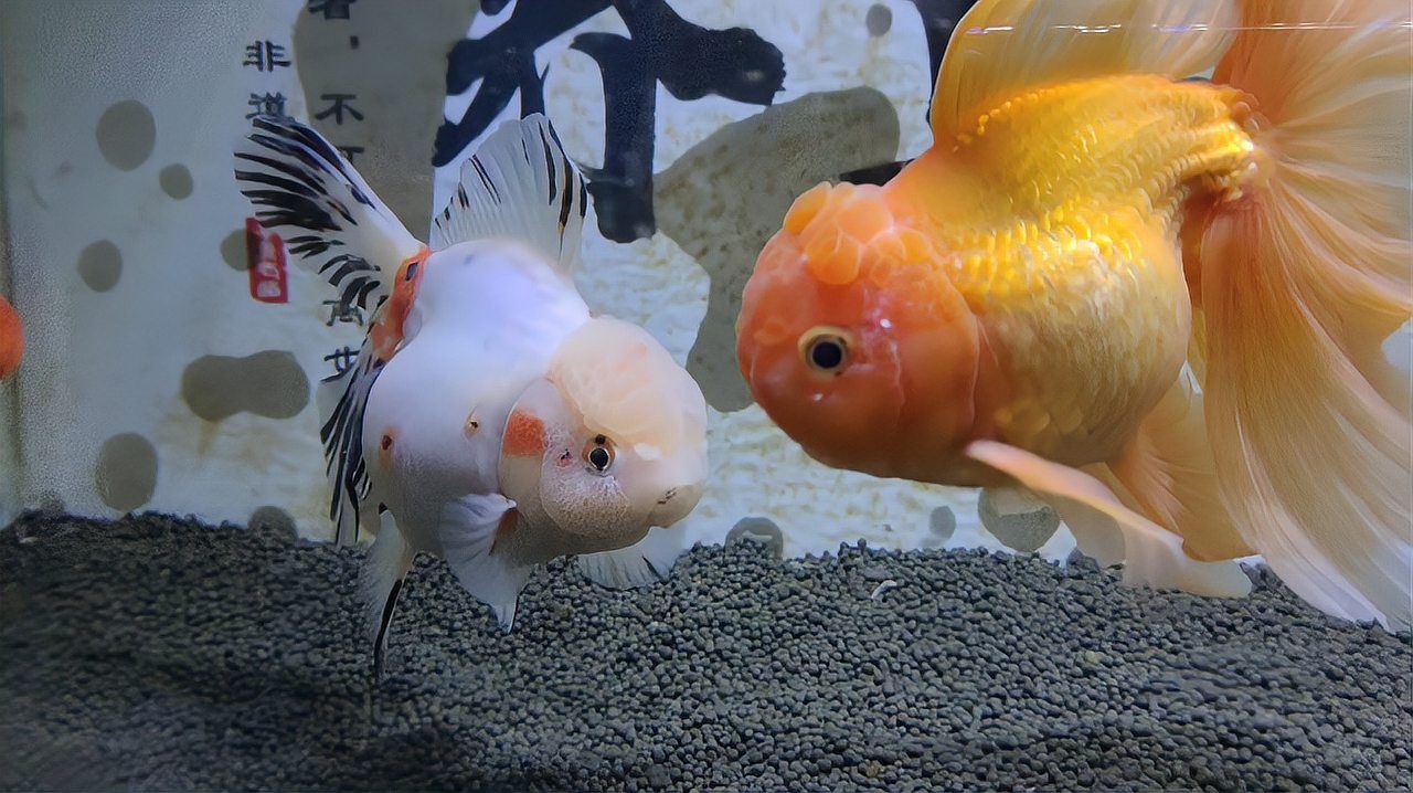 如何判斷金魚傷口是否感染？