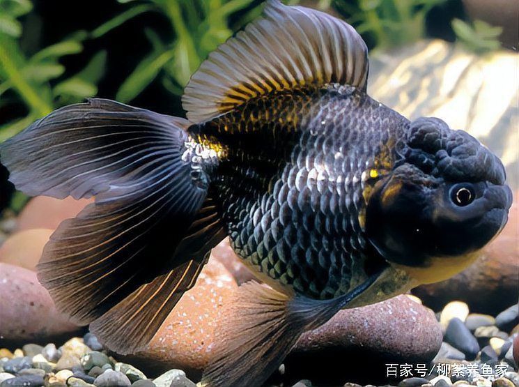 如何判斷金魚傷口是否感染？