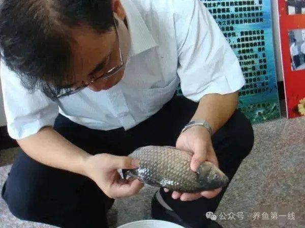 如何判斷金魚傷口是否感染？