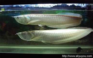 家里養(yǎng)銀龍魚(yú)要注意什么問(wèn)題（養(yǎng)銀龍魚(yú)要注意什么）