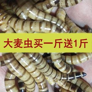 紅龍魚只吃大麥蟲怎么辦【紅龍魚不只吃大麥蟲怎么辦】