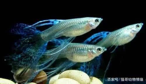 混養魚飼料營養搭配指南：如何科學地配置混養魚飼料